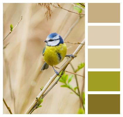 Wildlife Blue Tit Bird Image